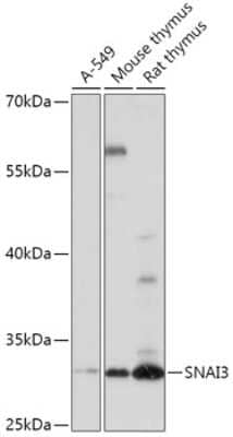 Western Blot: SNAI3 AntibodyAzide and BSA Free [NBP2-94434]