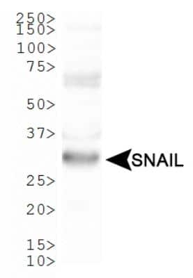 Western Blot: Snail AntibodyBSA Free [NBP2-29626]