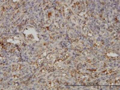 Immunohistochemistry-Paraffin: SNAP23 Antibody (2F5-3D4) [H00008773-M01]