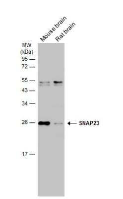 Western Blot: SNAP23 Antibody [NBP1-32694]