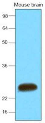 Western Blot: SNAP25 Antibody (4E11)BSA Free [NBP1-04344]