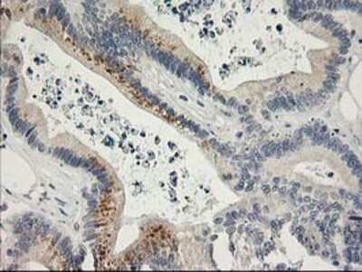 Immunohistochemistry-Paraffin: SNAP25 Antibody (OTI4G5) [NBP2-00795]
