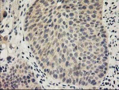 Immunohistochemistry-Paraffin: SNAP25 Antibody (OTI4G5) [NBP2-00795]