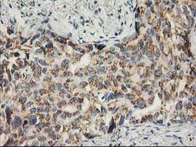 Immunohistochemistry-Paraffin: SNAP25 Antibody (OTI4G5) [NBP2-00795]