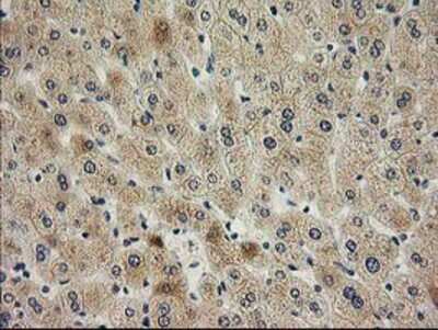 Immunohistochemistry-Paraffin: SNAP25 Antibody (OTI4G5) [NBP2-00795]