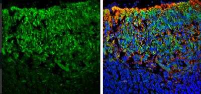 Immunohistochemistry-Frozen: SNAP25 Antibody [NBP1-33714]