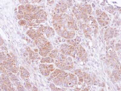 Immunohistochemistry-Paraffin: SNAP25 Antibody [NBP1-33714]