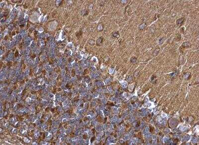 Immunohistochemistry-Paraffin: SNAP25 Antibody [NBP1-33714]