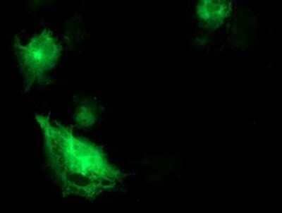 Immunocytochemistry/ Immunofluorescence: SNAP25 Antibody (OTI4G5) - Azide and BSA Free [NBP2-74245]