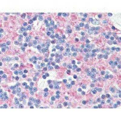 Immunohistochemistry-Paraffin: SNAP25 Antibody (SP12) - BSA Free [NB600-692]