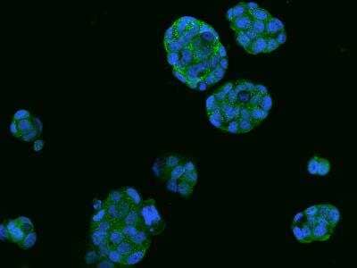 Immunocytochemistry/ Immunofluorescence: SNAP25 Interacting Protein Antibody [NBP3-06261]