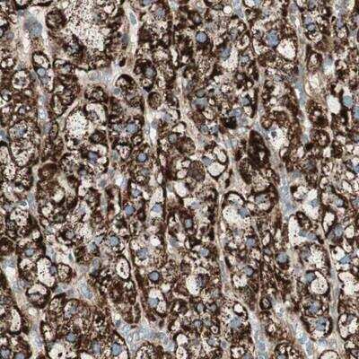 Immunohistochemistry-Paraffin: SNAP25 Interacting Protein Antibody [NBP1-92412]