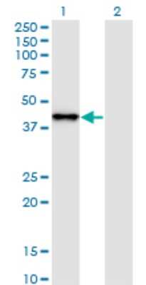 Western Blot: SNAP45 Antibody (4B8) [H00006618-M01]