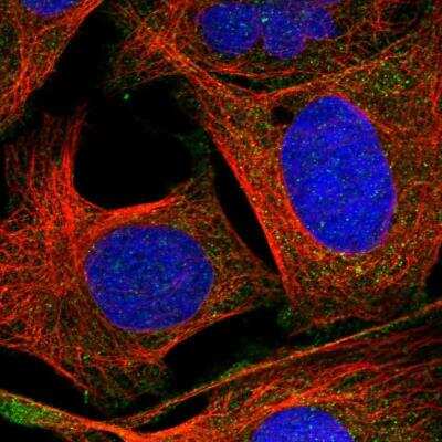 Immunocytochemistry/ Immunofluorescence: SNAP47 Antibody [NBP1-88483]
