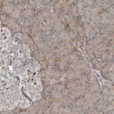 Immunohistochemistry-Paraffin: SNAP47 Antibody [NBP1-88483]