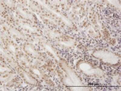 Immunohistochemistry-Paraffin: SNAPC4 Antibody (1D1) [H00006621-M01]