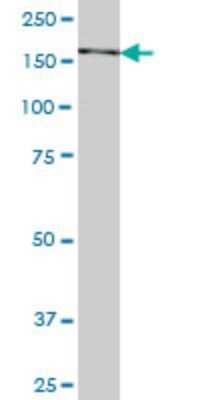 Western Blot: SNAPC4 Antibody (4G5) [H00006621-M04]