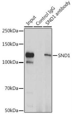 Immunoprecipitation: SND1 Antibody - Azide and BSA Free [NBP2-94469]