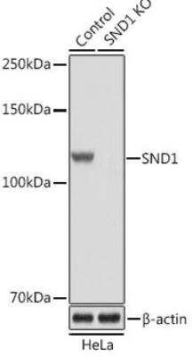 Knockout Validated: SND1 Antibody - Azide and BSA Free [NBP2-94469]