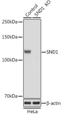 Western Blot: SND1 AntibodyBSA Free [NBP2-94095]