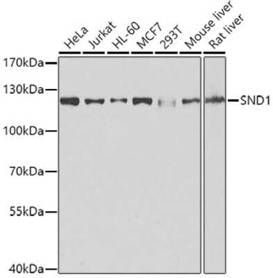 Western Blot: SND1 AntibodyAzide and BSA Free [NBP2-94469]