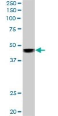 Western Blot: SNF5 Antibody (3E10) [H00006598-M01]