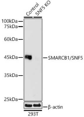 Knockout Validated: SNF5 Antibody (9A9G0) [NBP3-16159]