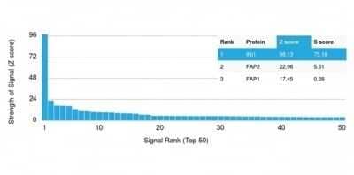 Protein Array: SNF5 Antibody (SMARCB1/3984) - Azide and BSA Free [NBP3-14177]