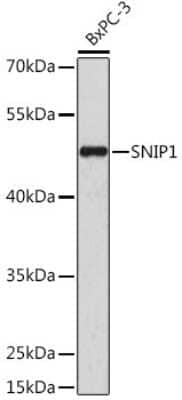 Western Blot: SNIP1 AntibodyAzide and BSA Free [NBP2-93789]