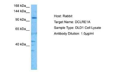 Western Blot: SNM1 Antibody [NBP2-83567]