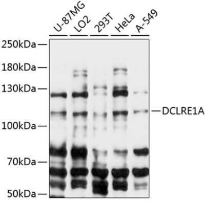 Western Blot: SNM1 AntibodyAzide and BSA Free [NBP2-93239]