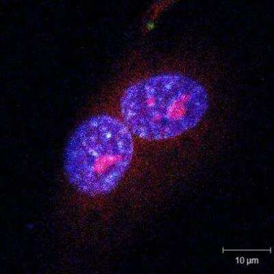 Immunocytochemistry/ Immunofluorescence: SNRK Antibody [NBP1-83668]