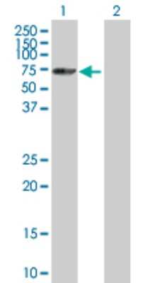 Western Blot: SNRK Antibody [H00054861-B01P]