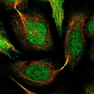 Immunocytochemistry/ Immunofluorescence: SNRNP25 Antibody [NBP2-31988]