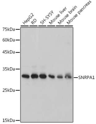 Western Blot: SNRPA1 Antibody (2D7M1) [NBP3-15292]