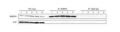 Immunoprecipitation: SNRPA1 Antibody [NBP2-33447]
