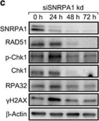 Knockdown Validated: SNRPA1 Antibody [NBP2-33447]