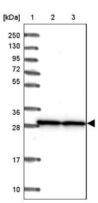 Western Blot: SNRPA1 Antibody [NBP2-33447]