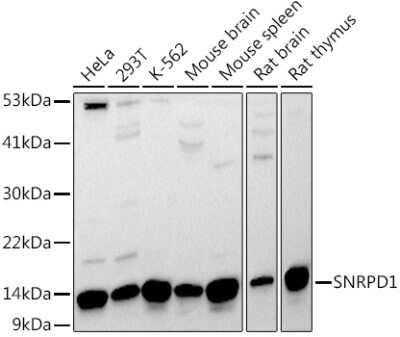 Western Blot: SNRPD1 AntibodyAzide and BSA Free [NBP2-94494]