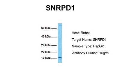 Western Blot: SNRPD1 Antibody [NBP2-83569]