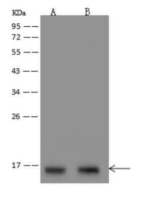 Western Blot: SNRPD1 Antibody [NBP3-06017]