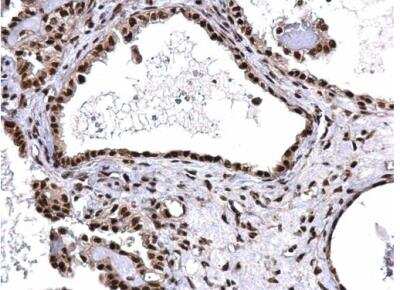 Immunohistochemistry-Paraffin: SNRPD2 Antibody [NBP2-20438]