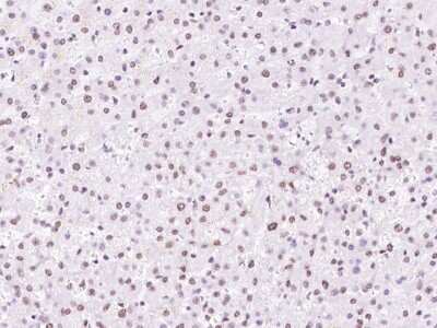 Immunohistochemistry-Paraffin: SNRPD2 Antibody [NBP2-97664]