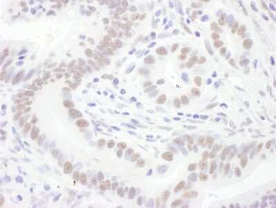 Immunohistochemistry-Paraffin: SNRPD3 Antibody [NBP2-22306]