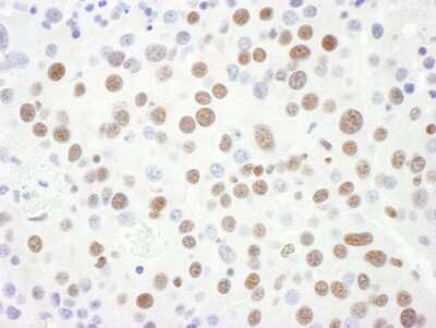 Immunohistochemistry-Paraffin: SNRPD3 Antibody [NBP2-22306]