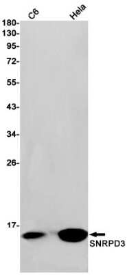 Western Blot: SNRPD3 Antibody (S09-8I7) [NBP3-15094]