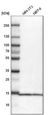 Western Blot: SNRPD3 Antibody [NBP1-80735]