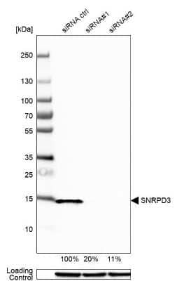 Western Blot: SNRPD3 Antibody [NBP1-80735]