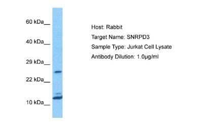 Western Blot: SNRPD3 Antibody [NBP2-88324]