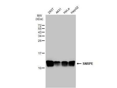 Western Blot: SNRPE Antibody [NBP2-43792]